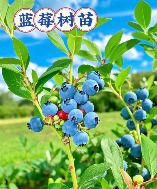 蓝莓树适合种在哪里？2026年适种地区、土壤改良与高成活率种植指南