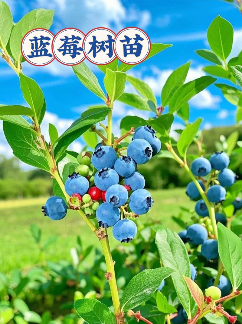 蓝莓树适合种在哪里?2026年适种地区、土壤改良与高成活率种植指南 一、适宜时间:春秋两季是定植窗口,南北差异显著