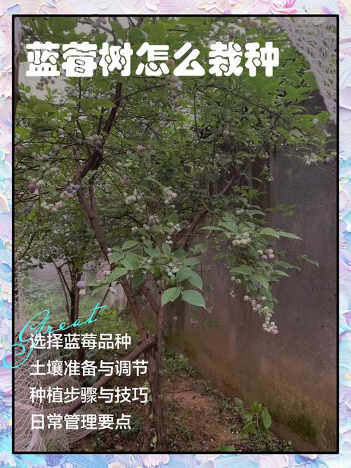 蓝莓树适合种在哪里?2026年适种地区、土壤改良与高成活率种植指南 六、缓苗管理:遮阴保湿,新芽萌发为成活标志
