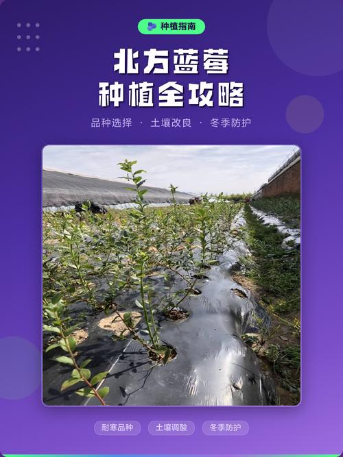 蓝莓树适合种在哪里?2026年适种地区、土壤改良与高成活率种植指南 五、浇定根水:栽完立即浇透,不积水