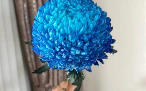 有蓝色的菊花品种吗？盘点4种真实存在的蓝色系菊花