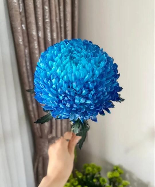 有蓝色的菊花品种吗？盘点4种真实存在的蓝色系菊花
