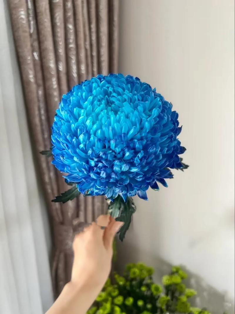 有蓝色的菊花品种吗?盘点4种真实存在的蓝色系菊花 有蓝色的菊花品种吗?盘点4种真实存在的蓝色系菊花