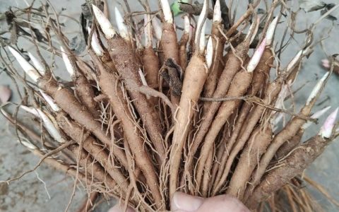 白芍苗多少钱一棵？规格、产地及采购量对报价的影响分析
