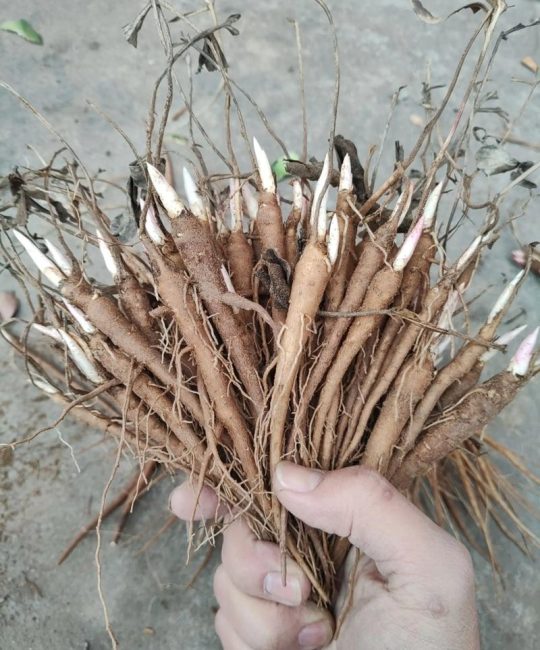 白芍苗多少钱一棵？规格、产地及采购量对报价的影响分析