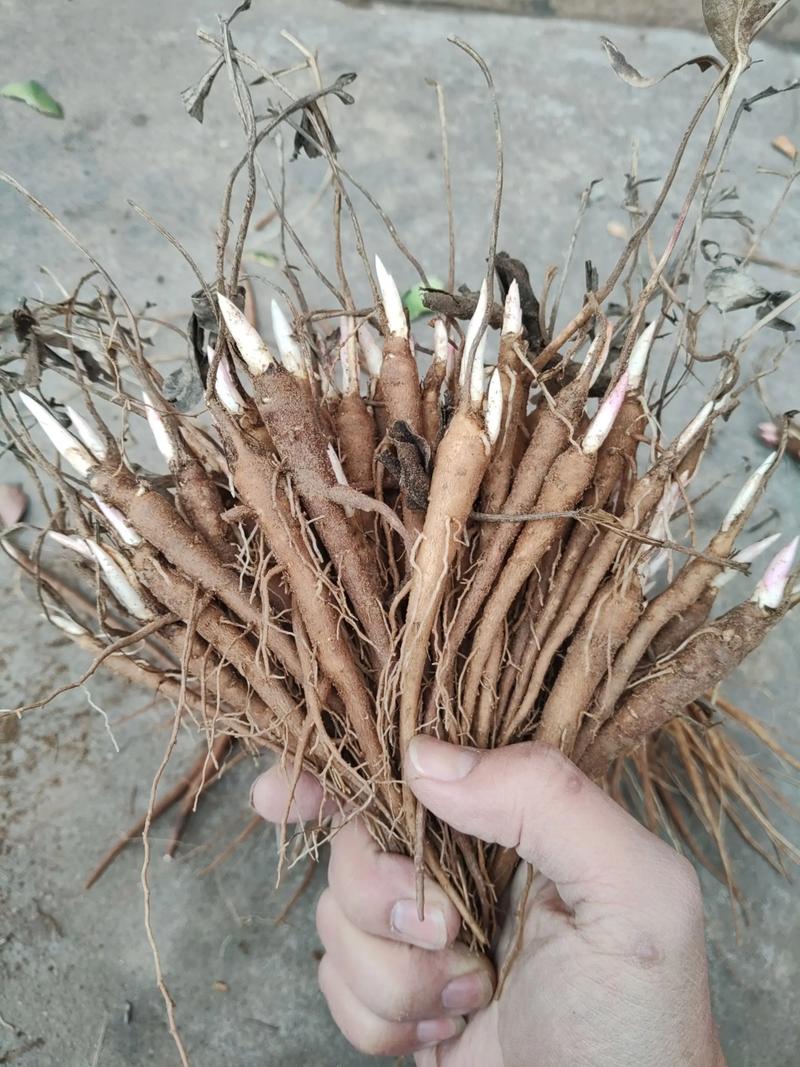 白芍苗多少钱一棵?规格、产地及采购量对报价的影响分析 白芍苗多少钱一棵?规格、产地及采购量对报价的影响分析