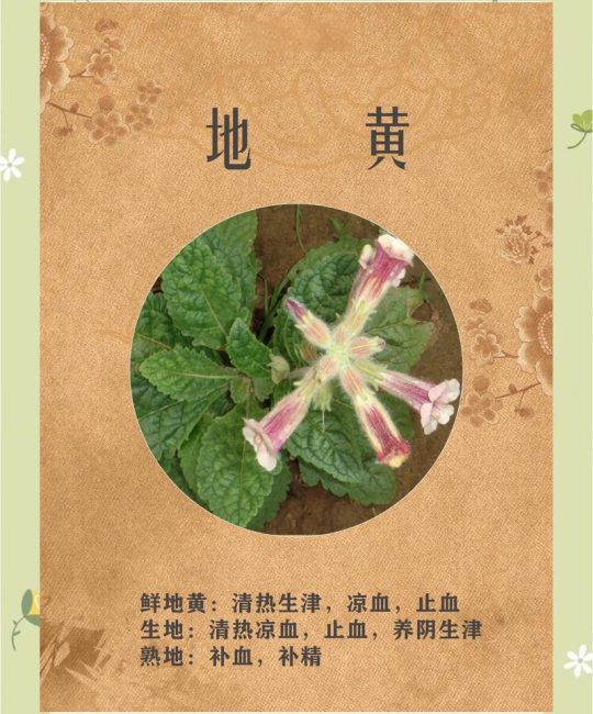 种植地黄一亩利润多少？地黄种植技术与亩产量分析