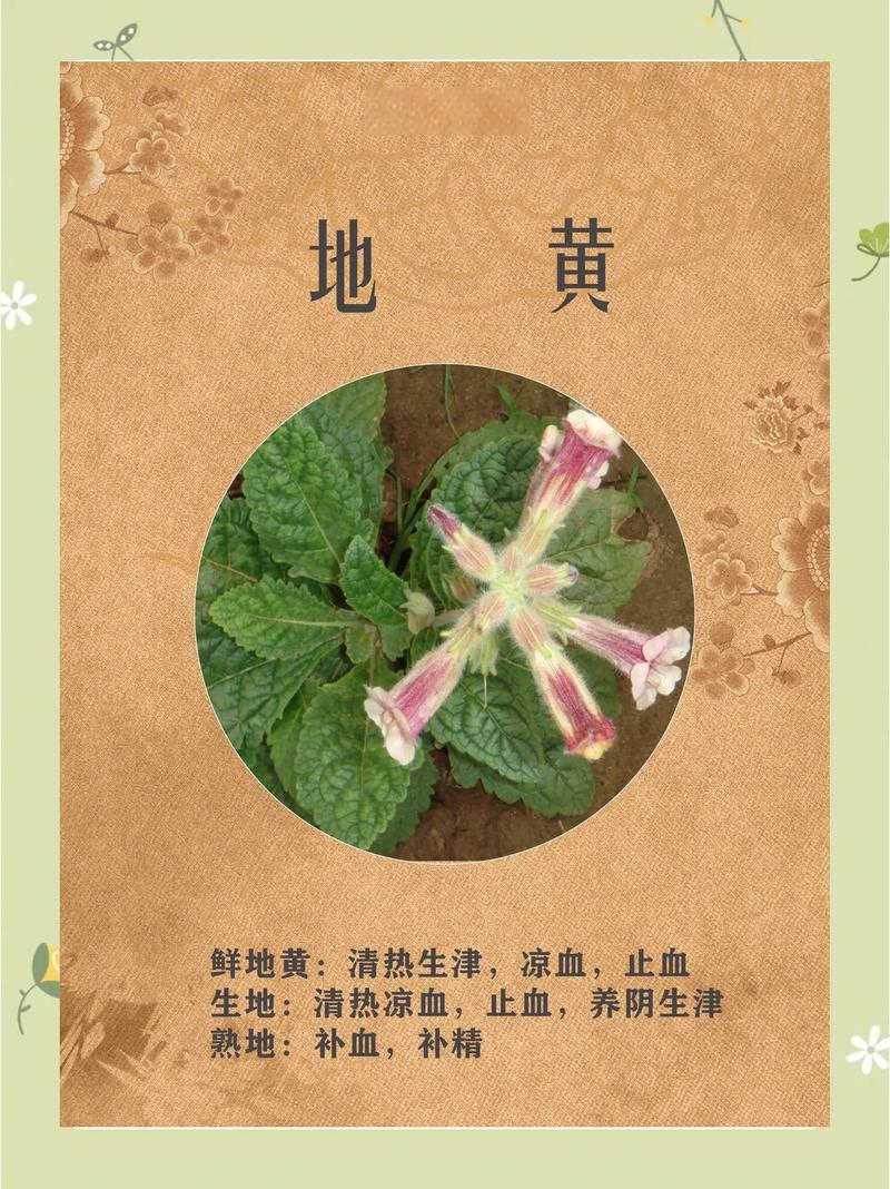 种植地黄一亩利润多少?地黄种植技术与亩产量分析 种植地黄一亩利润多少?地黄种植技术与亩产量分析