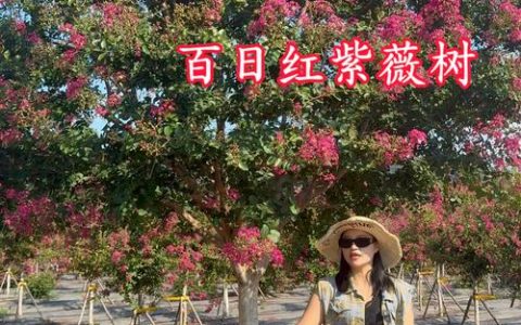 紫薇树什么人压不住？科学养护全攻略
