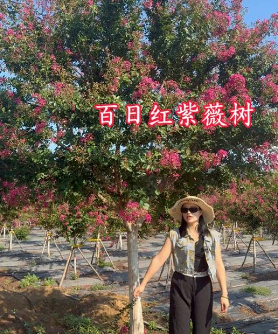 紫薇树什么人压不住？科学养护全攻略