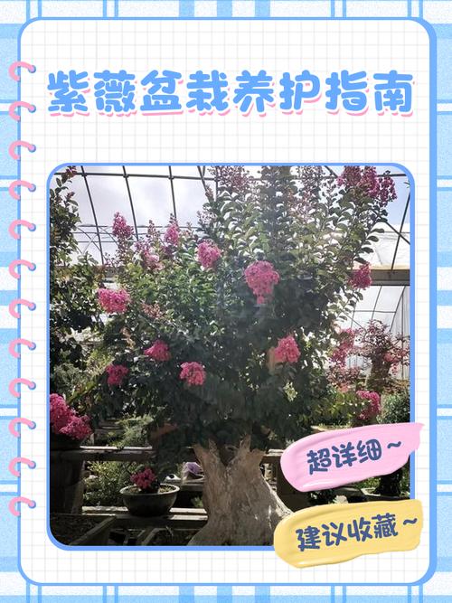 紫薇树什么人压不住?科学养护全攻略 修剪促花系统指导