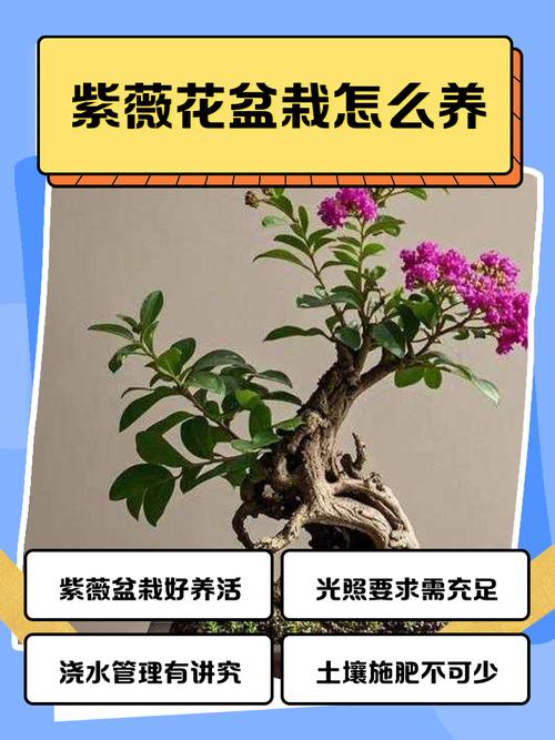 紫薇树什么人压不住?科学养护全攻略 常见误区与纠正