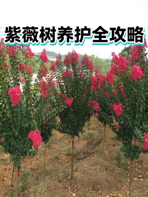 紫薇树什么人压不住?科学养护全攻略 越冬与越夏管理清单