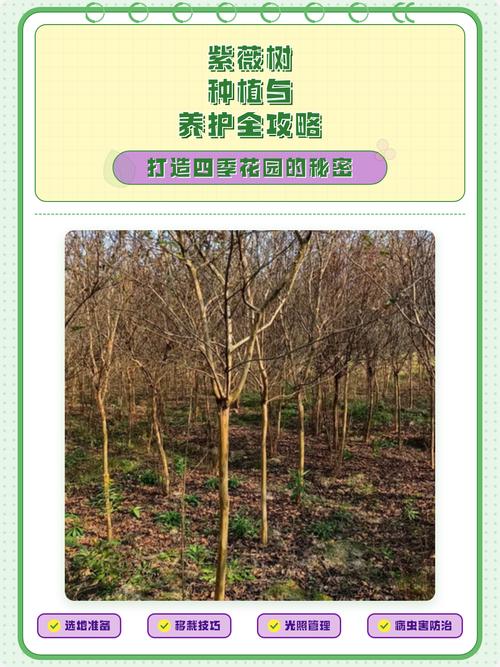紫薇树什么人压不住?科学养护全攻略 FAQ(与正文一致)