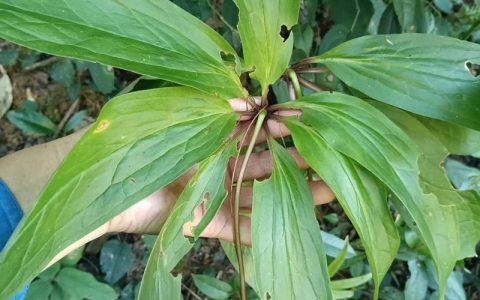 七叶一枝花长什么样？形态特征与识别要点详解