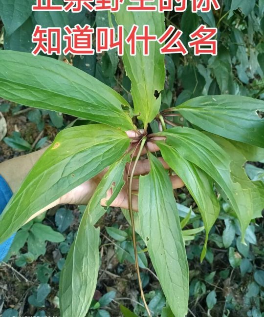 七叶一枝花长什么样？形态特征与识别要点详解