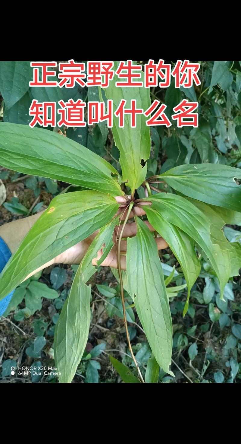 七叶一枝花长什么样?形态特征与识别要点详解 七叶一枝花长什么样?形态特征与识别要点详解