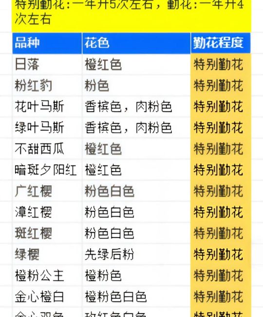 红宝石三角梅勤花吗？揭秘它的开花习性与养护诀窍