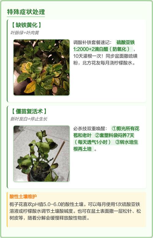 栀子花缺铁性黄叶的症状与防治指南 处理办法与操作参数