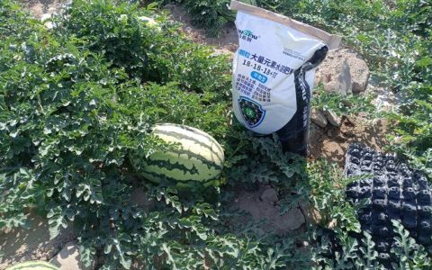 西瓜膨大期用什么肥料？家庭种植全攻略