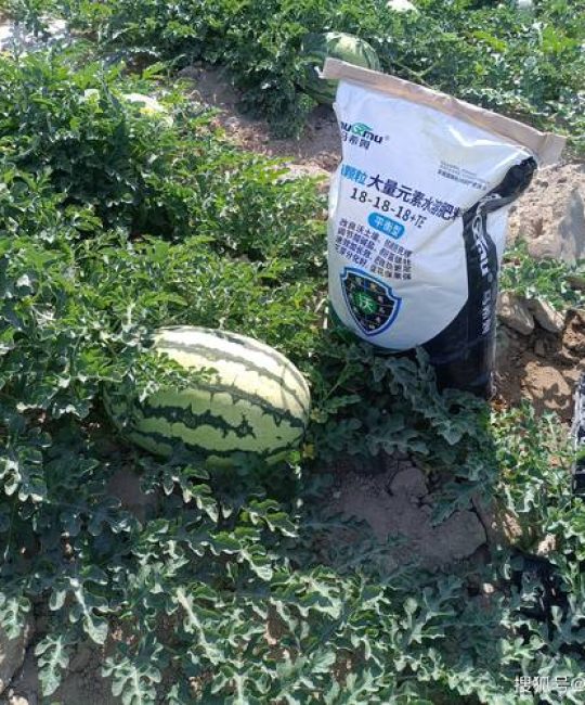 西瓜膨大期用什么肥料？家庭种植全攻略