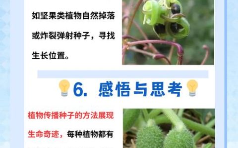 植物妈妈的智慧：种子传播的奇妙方法及种植技巧