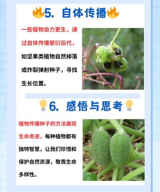 植物妈妈的智慧：种子传播的奇妙方法及种植技巧