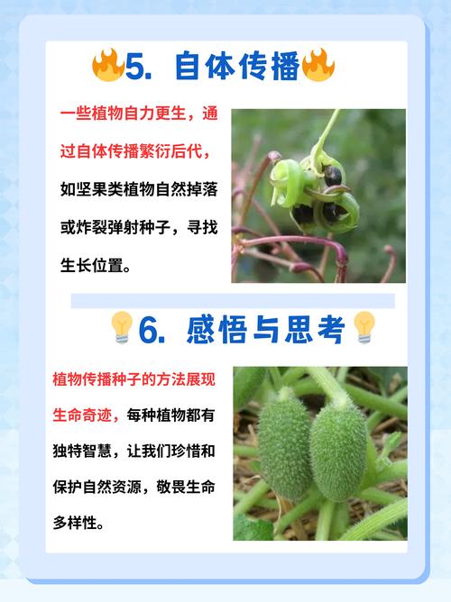 植物妈妈的智慧:种子传播的奇妙方法及种植技巧 一、植物传播种子的四大法宝