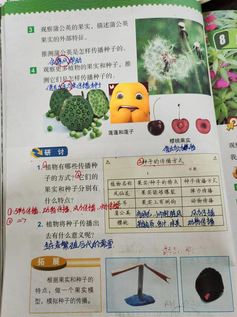 植物妈妈的智慧:种子传播的奇妙方法及种植技巧 二、种植方法实操指南(以风力传播类种子为基础)