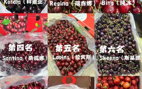 桑提娜大樱桃品种介绍：早熟硬肉甜樱桃品种详解