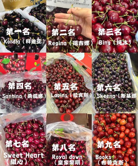 桑提娜大樱桃品种介绍：早熟硬肉甜樱桃品种详解