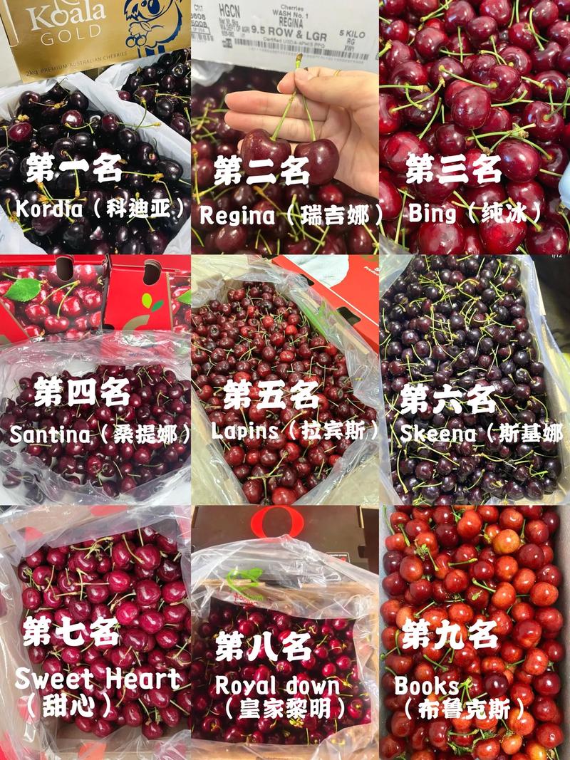 桑提娜大樱桃品种介绍:早熟硬肉甜樱桃品种详解 桑提娜大樱桃品种介绍:早熟硬肉甜樱桃品种详解