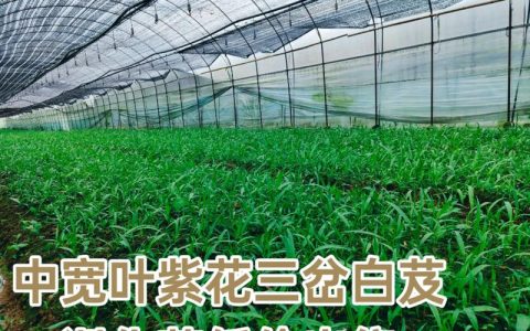 白及苗多少钱一株？2025年最新价格参考与影响因素详解