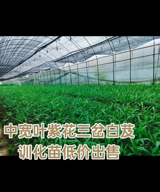 白及苗多少钱一株？2025年最新价格参考与影响因素详解