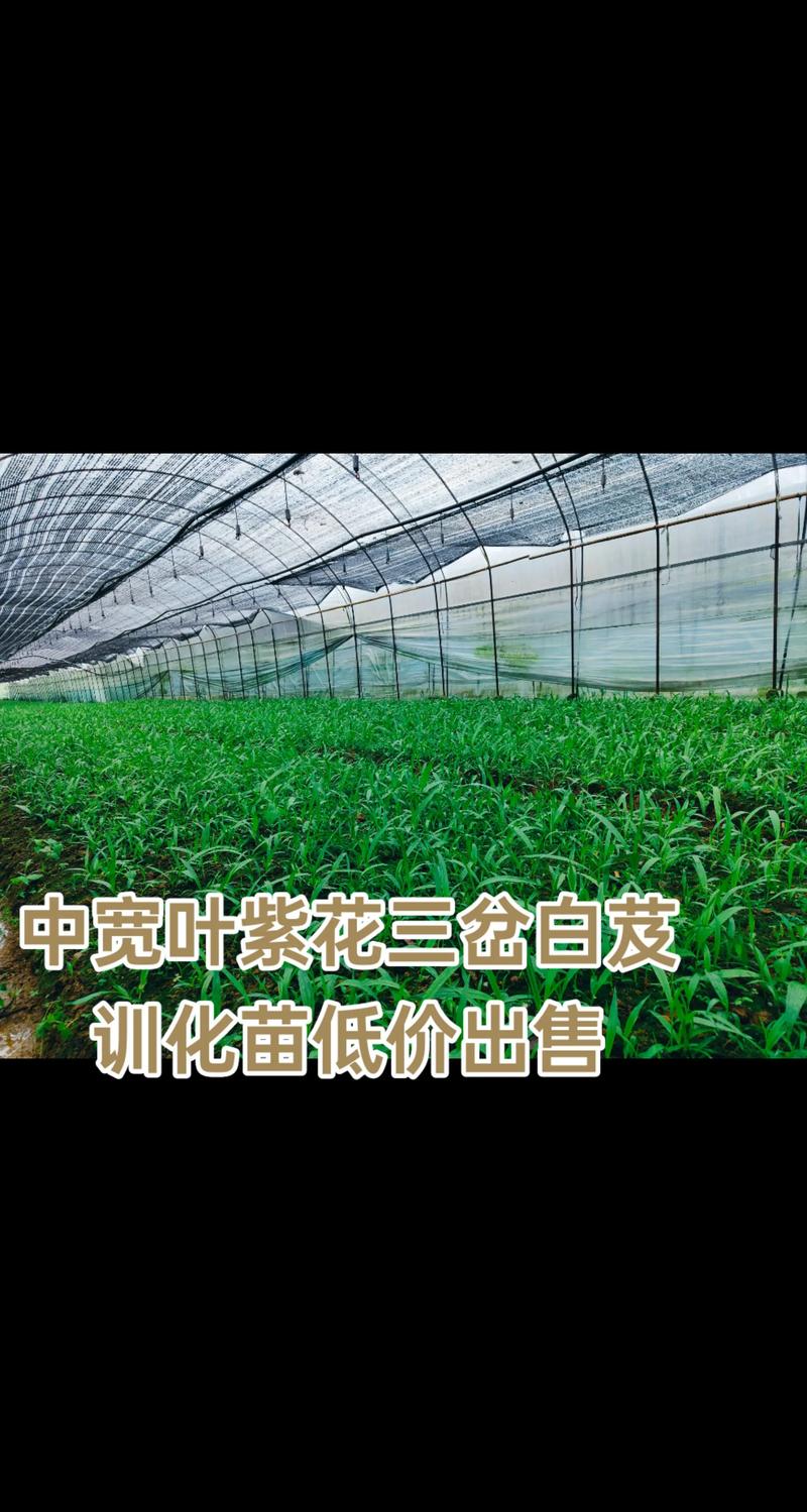 白及苗多少钱一株?2025年最新价格参考与影响因素详解 价格快速参考