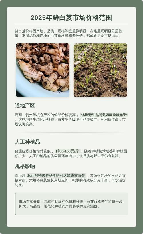 白及苗多少钱一株?2025年最新价格参考与影响因素详解 规格影响价格