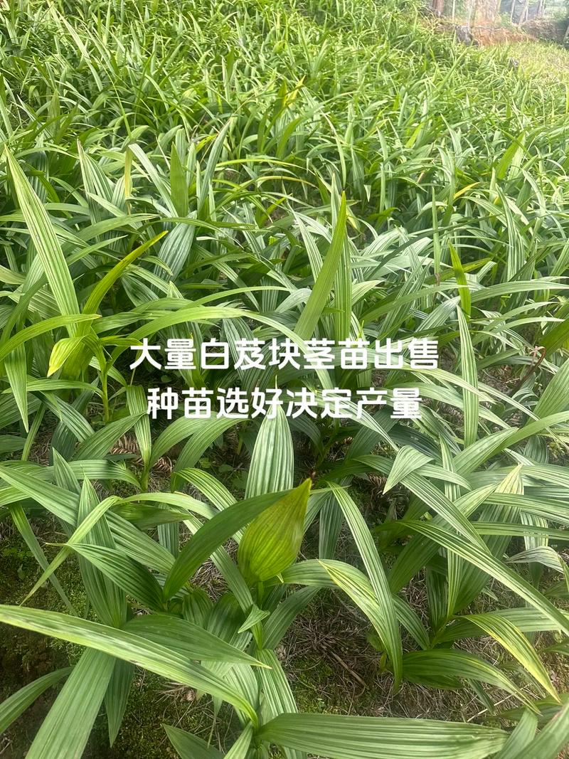 白及苗多少钱一株?2025年最新价格参考与影响因素详解 运输影响价格