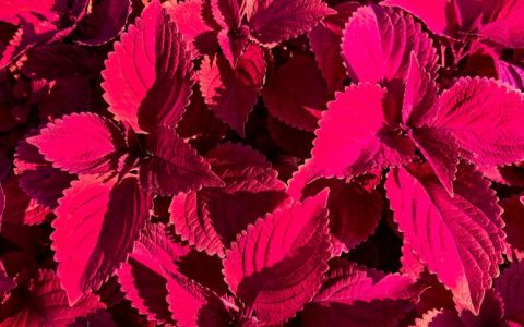 红色绿植大盘点：这些叶子红艳艳的植物，家里养一盆美翻天