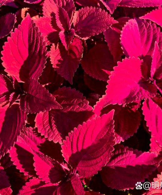 红色绿植大盘点：这些叶子红艳艳的植物，家里养一盆美翻天