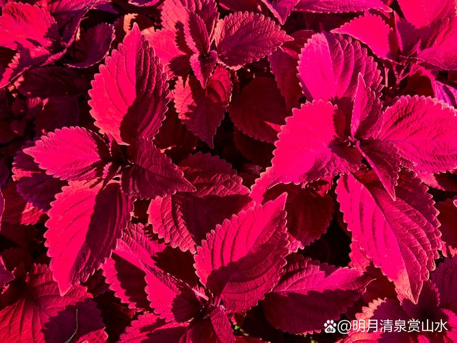 红色绿植大盘点：这些叶子红艳艳的植物，家里养一盆美翻天