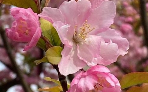 春天对樱花树做的事：花后修剪、施肥与病虫害防治全指南