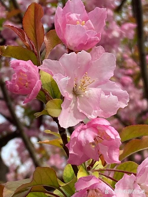 春天对樱花树做的事：花后修剪、施肥与病虫害防治全指南
