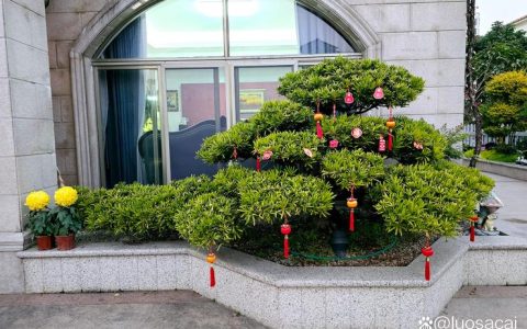 花坛里前后左右都种了8棵树：对称布局的设计与养护技巧