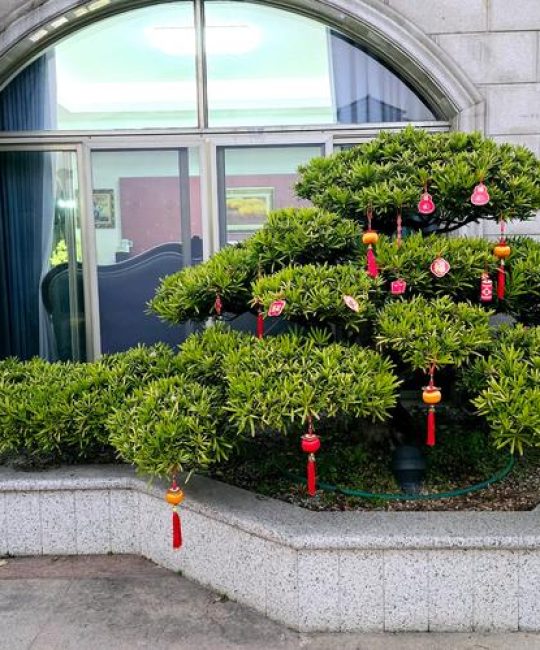 花坛里前后左右都种了8棵树：对称布局的设计与养护技巧