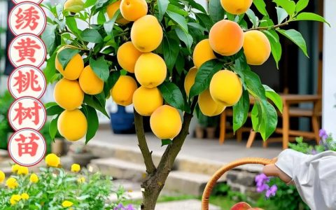 黄桃品种哪个好？2026年家庭种植必看：锦绣、锦香、黄金蜜6维度对比