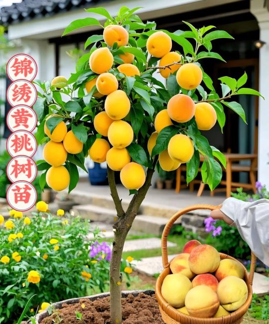 黄桃品种哪个好？2026年家庭种植必看：锦绣、锦香、黄金蜜6维度对比