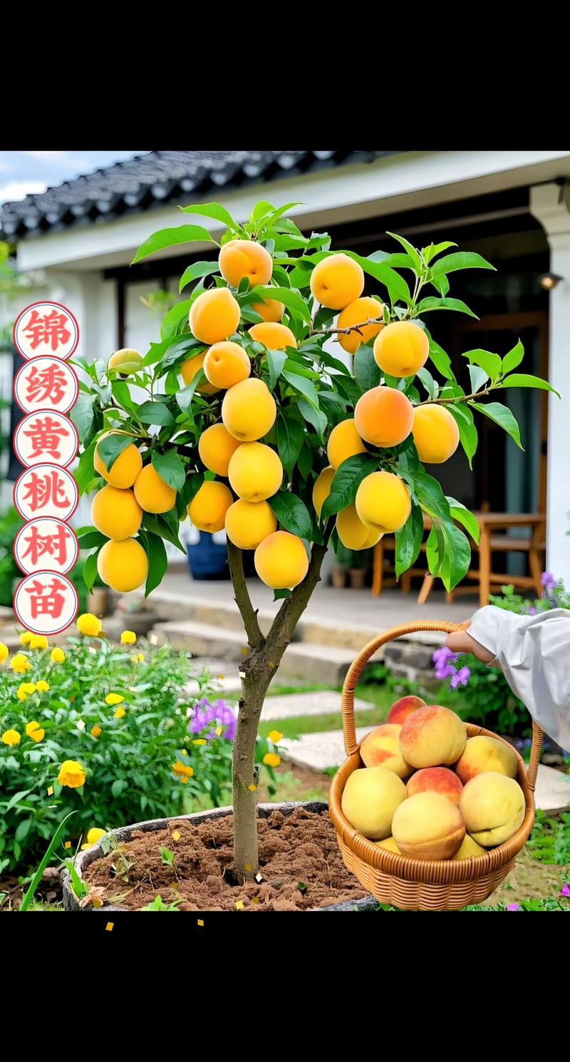 黄桃品种哪个好?2026年家庭种植必看:锦绣、锦香、黄金蜜6维度对比 一、六大维度核心对比表格