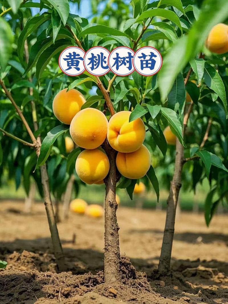 黄桃品种哪个好?2026年家庭种植必看:锦绣、锦香、黄金蜜6维度对比 三、场景化选择建议