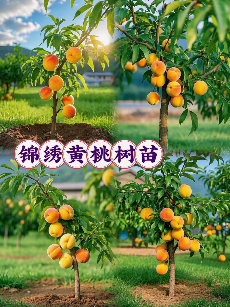 黄桃品种哪个好?2026年家庭种植必看:锦绣、锦香、黄金蜜6维度对比 二、关键差异逻辑解释