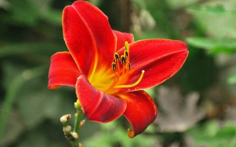 萱草花是百合花吗？一文读懂其身份与养护全攻略